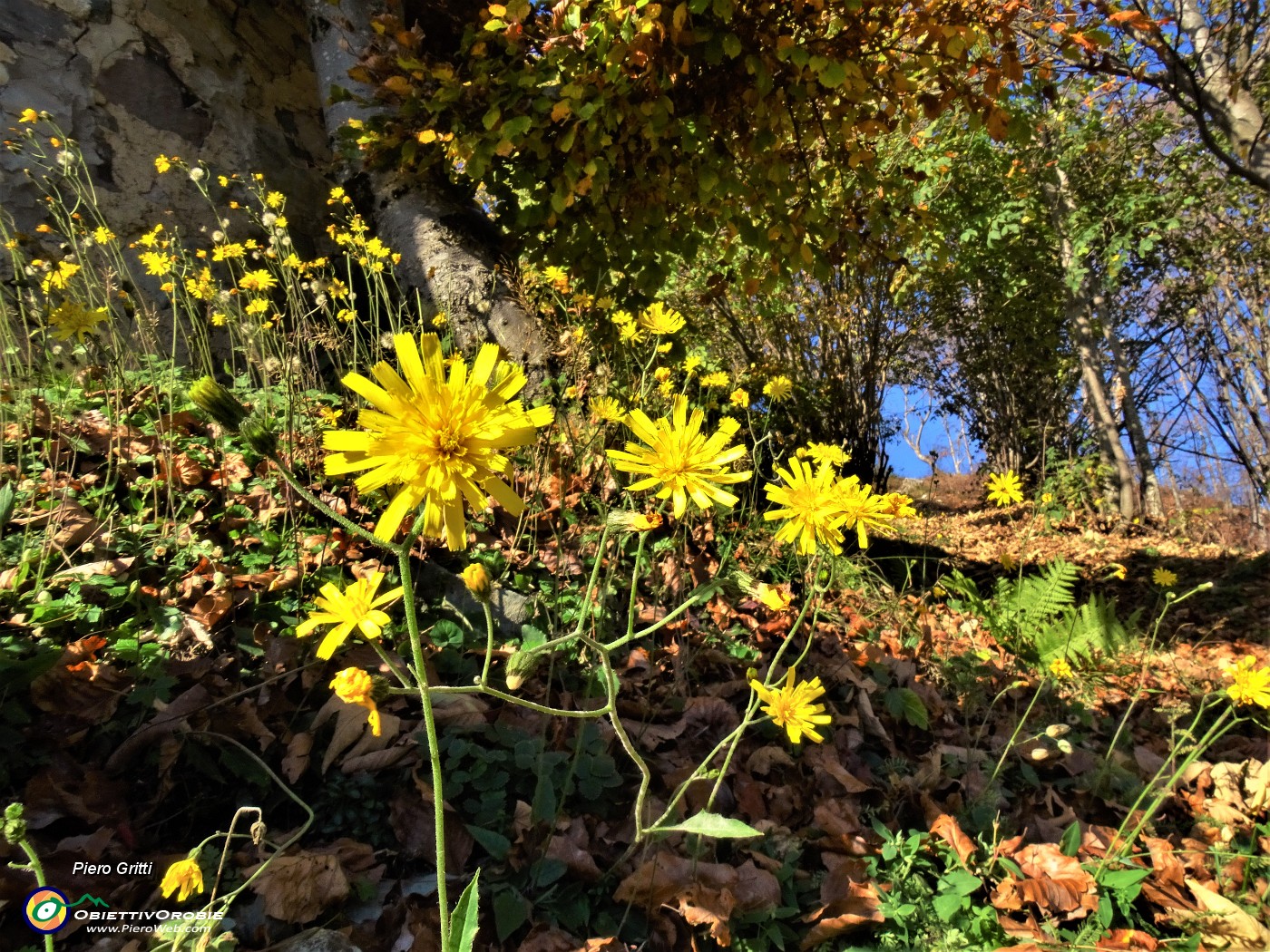 33 Siamo in autunno, ma restiamo fioriti.JPG